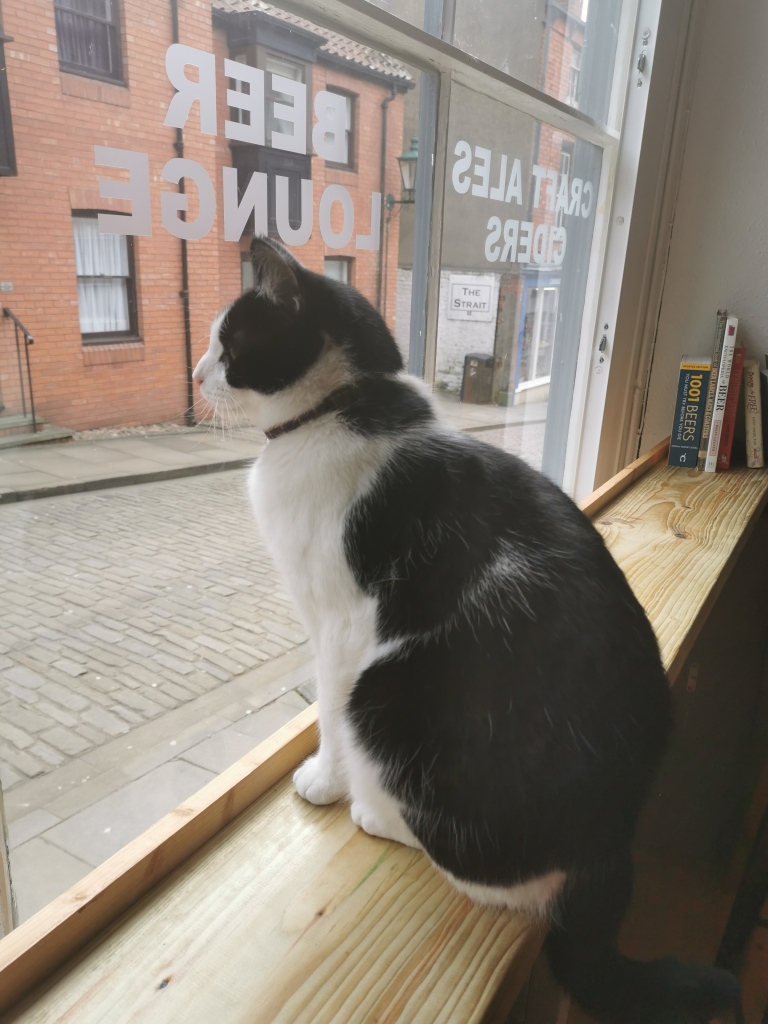 a fat black and white cat looking out of the window of the crafty bottle